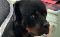 Dog Lift Harness With Handle review 0