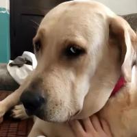 Dog Lift Harness With Handle review 0