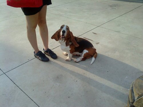 Dog Lift Harness With Handle review 