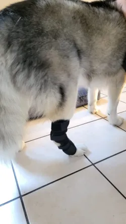 Dog Leg Braces for Fix Hock Sprains review Hilda