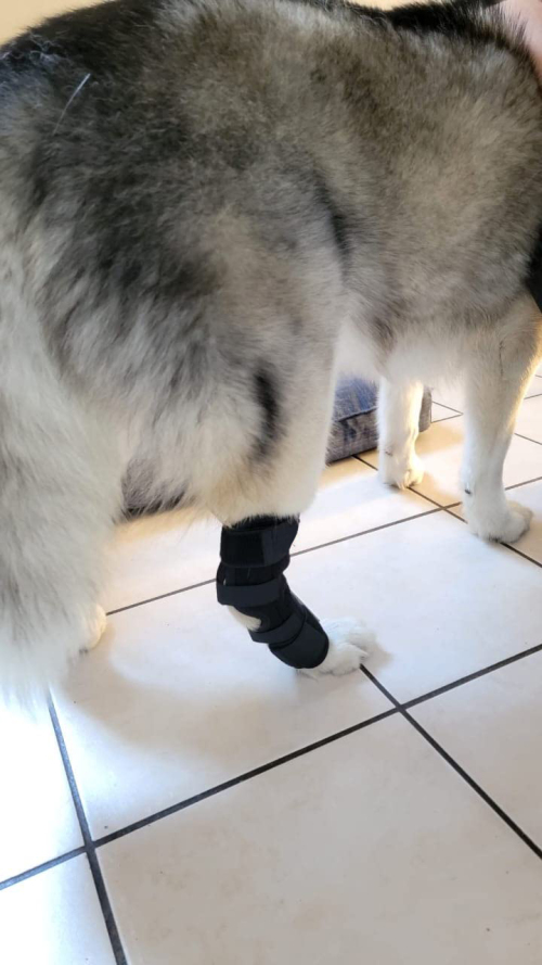 Dog Leg Braces for Fix Hock Sprains review 
