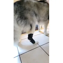 Dog Leg Braces for Fix Hock Sprains review Hilda
