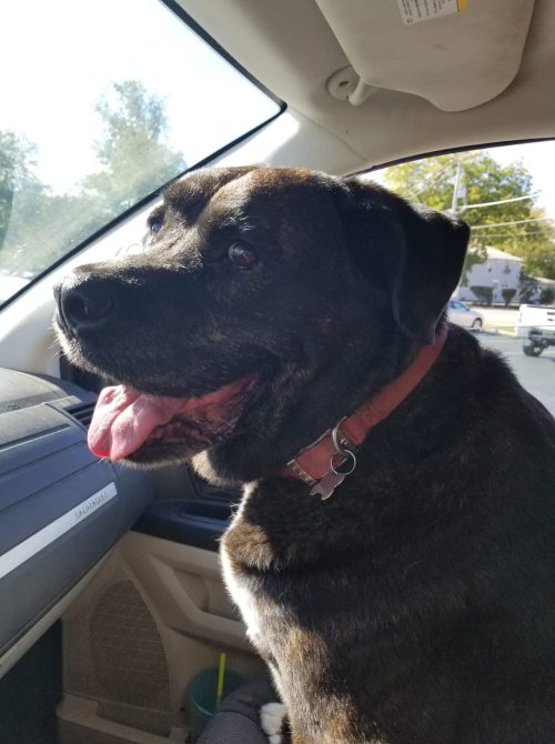 LISPOO Dog Hip Brace for Hip Dysplasia review 