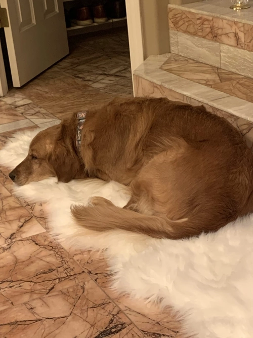 LISPOO Dog Hip Brace for Hip Dysplasia review 