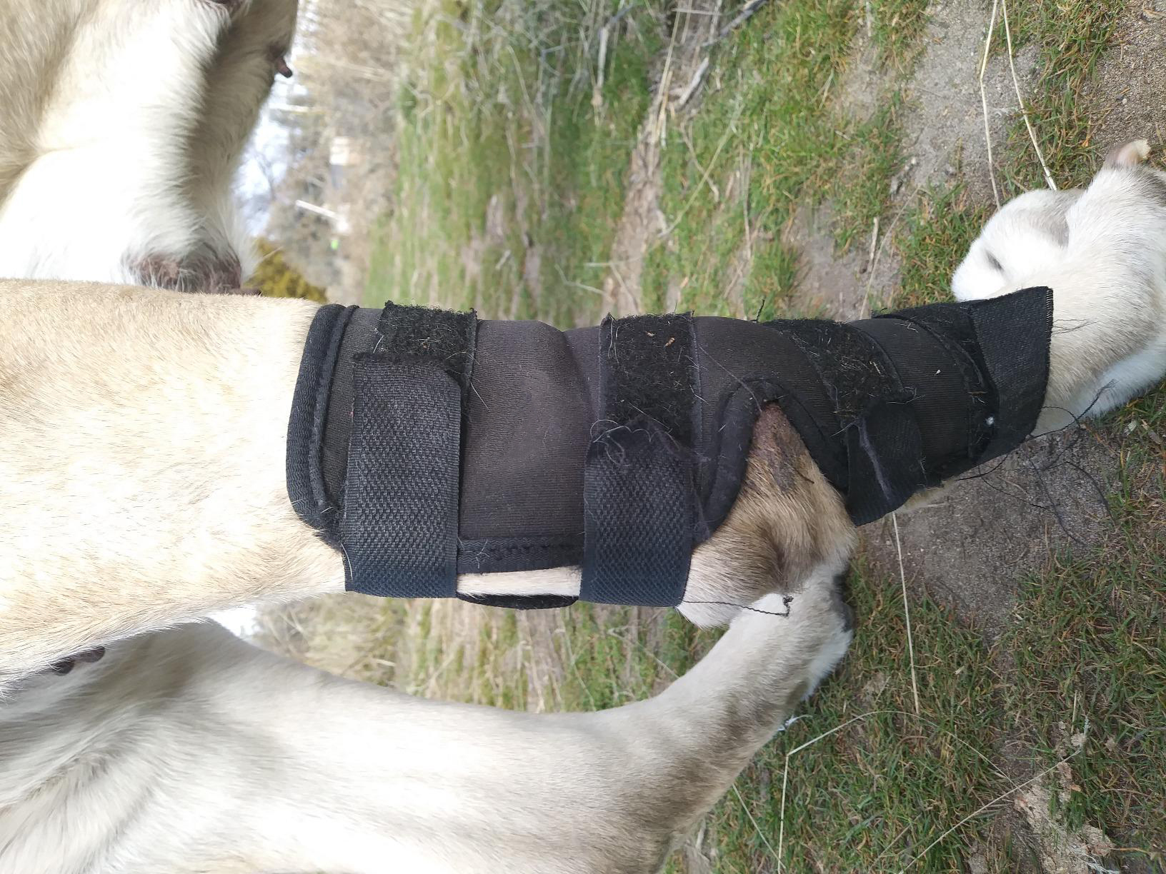 Dog Leg Braces for Fix Hock Sprains review Maxine Ferguson 01