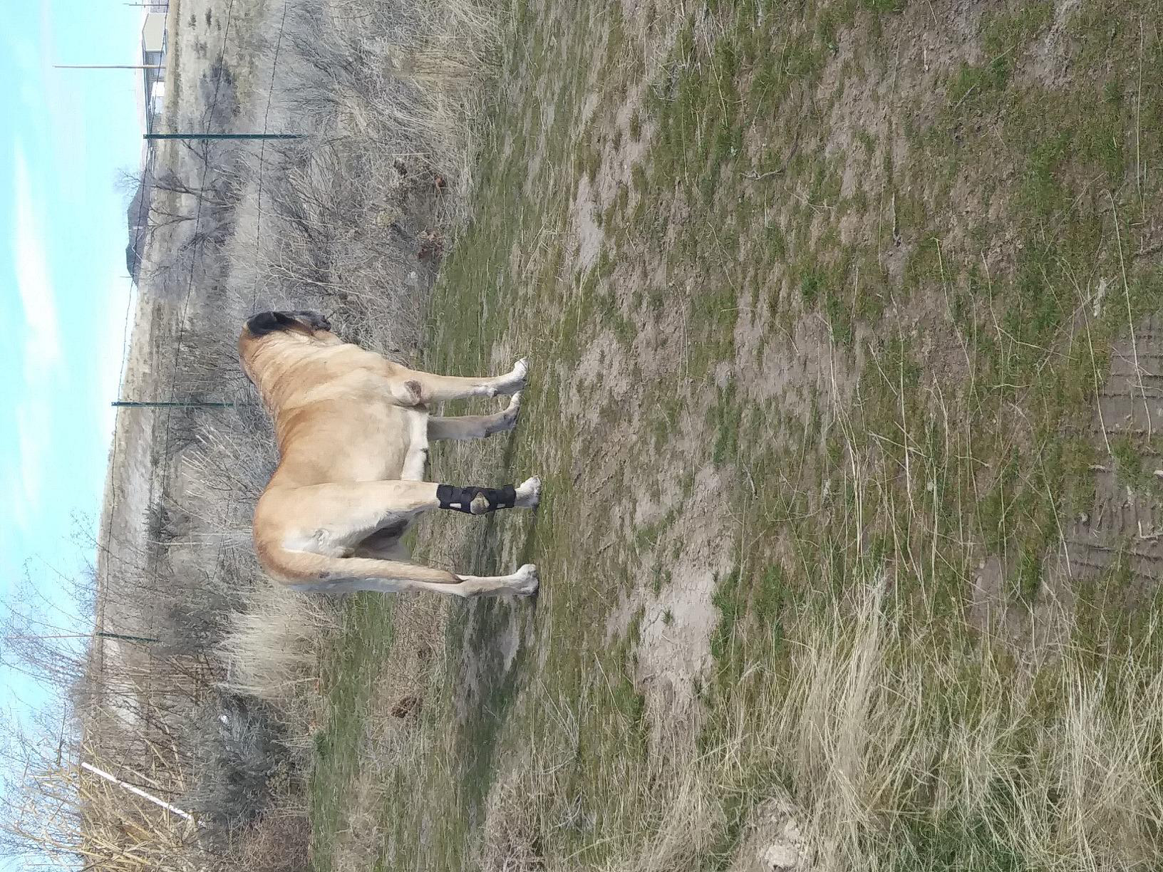 Dog Leg Braces for Fix Hock Sprains review Maxine Ferguson 02