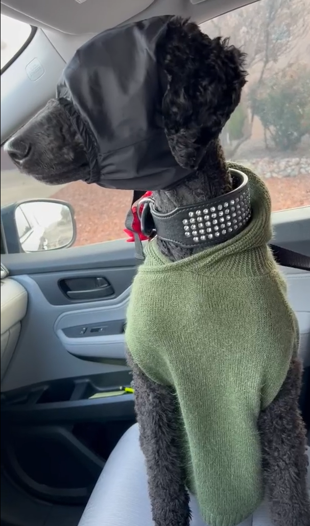 DOGLEMI Anti-Motion Sickness Dog Eye Mask review Pandora Jerome 01