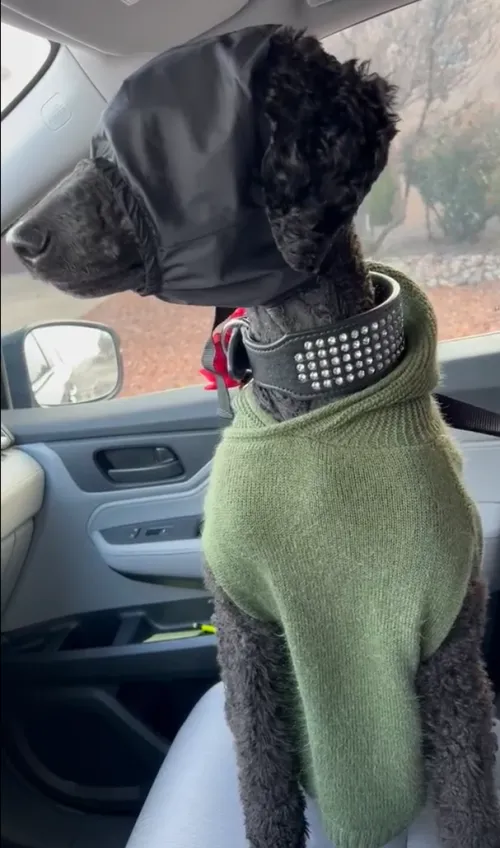 DOGLEMI Anti-Motion Sickness Dog Eye Mask review 