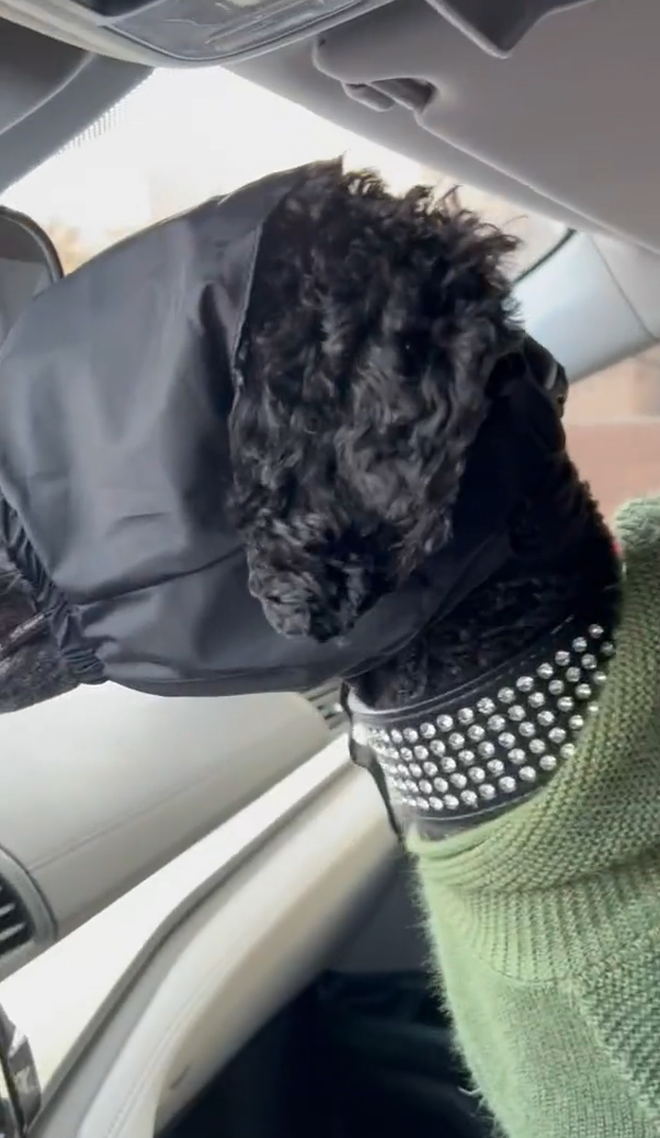 DOGLEMI Anti-Motion Sickness Dog Eye Mask review Pandora Jerome 02