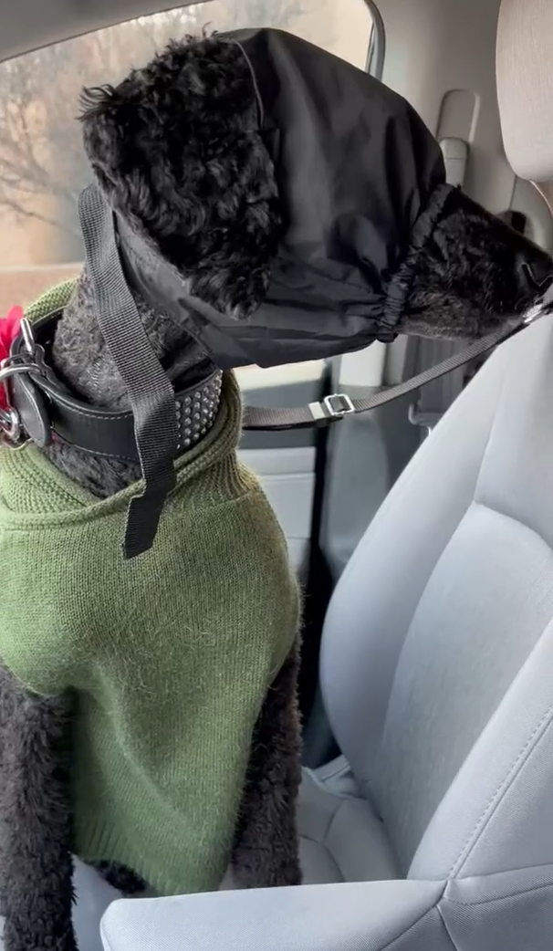 DOGLEMI Anti-Motion Sickness Dog Eye Mask review Pandora Jerome 03