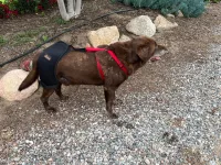 LISPOO Dog Hip Brace for Hip Dysplasia review 0