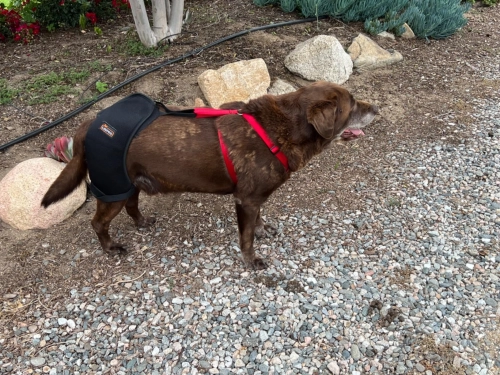 LISPOO Dog Hip Brace for Hip Dysplasia review 