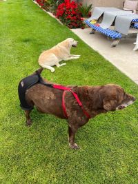 LISPOO Dog Hip Brace for Hip Dysplasia review 1