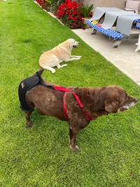 LISPOO Dog Hip Brace for Hip Dysplasia review 1
