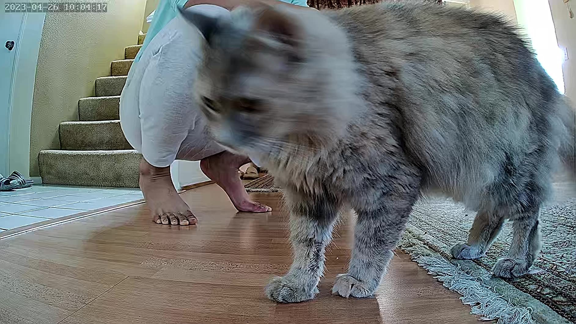 Cat & Dog Automatic Feeder With HD Camera 6L review Darren Dodd 01