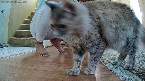 Cat & Dog Automatic Feeder With HD Camera 6L review 