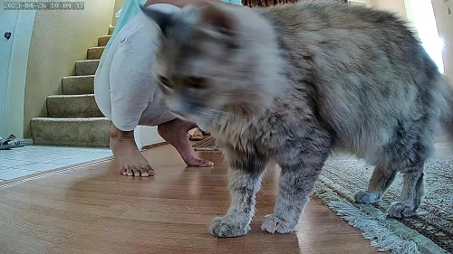 Cat & Dog Automatic Feeder With HD Camera 6L review 