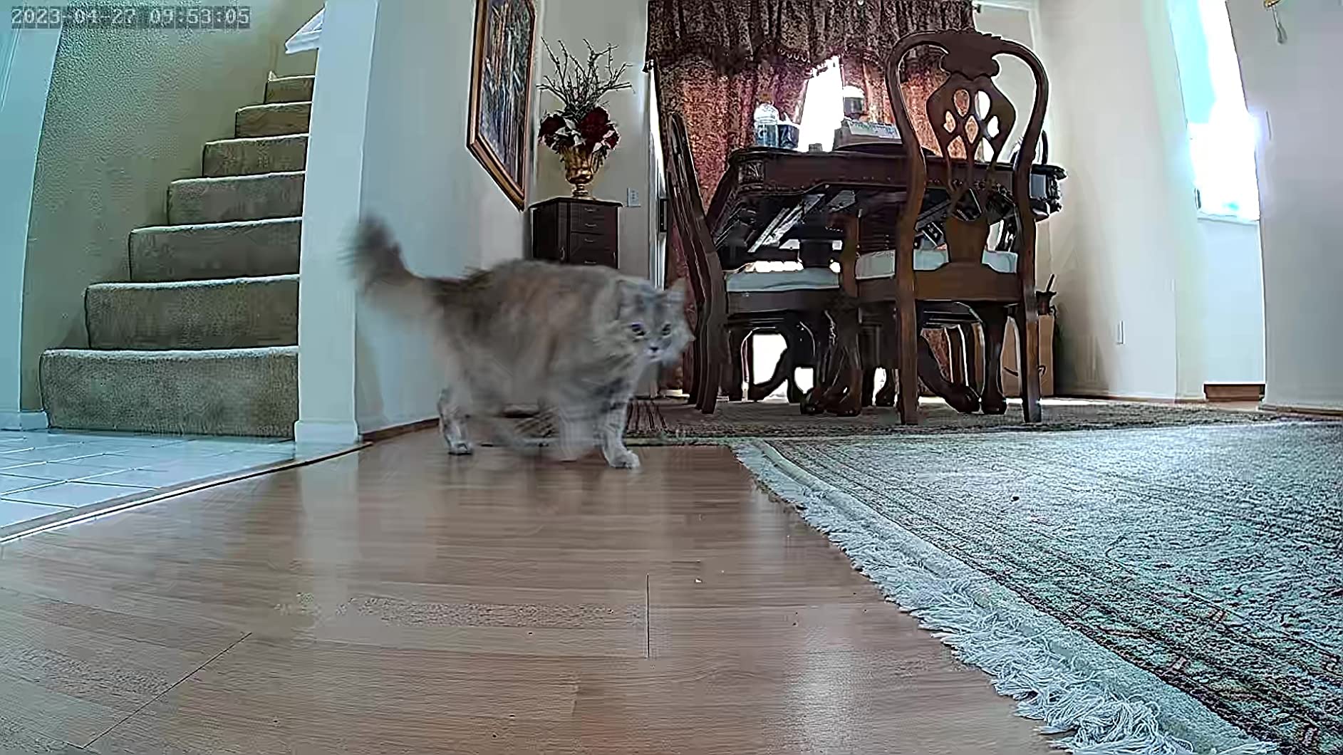 Cat & Dog Automatic Feeder With HD Camera 6L review Darren Dodd 02