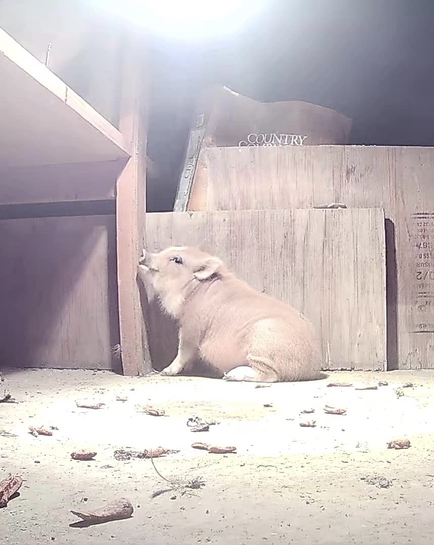 Cat & Dog Automatic Feeder With HD Camera 6L review Brad