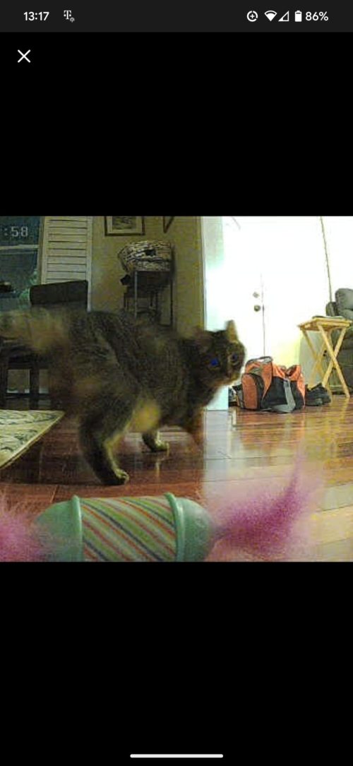 Cat & Dog Automatic Feeder With HD Camera 6L review 