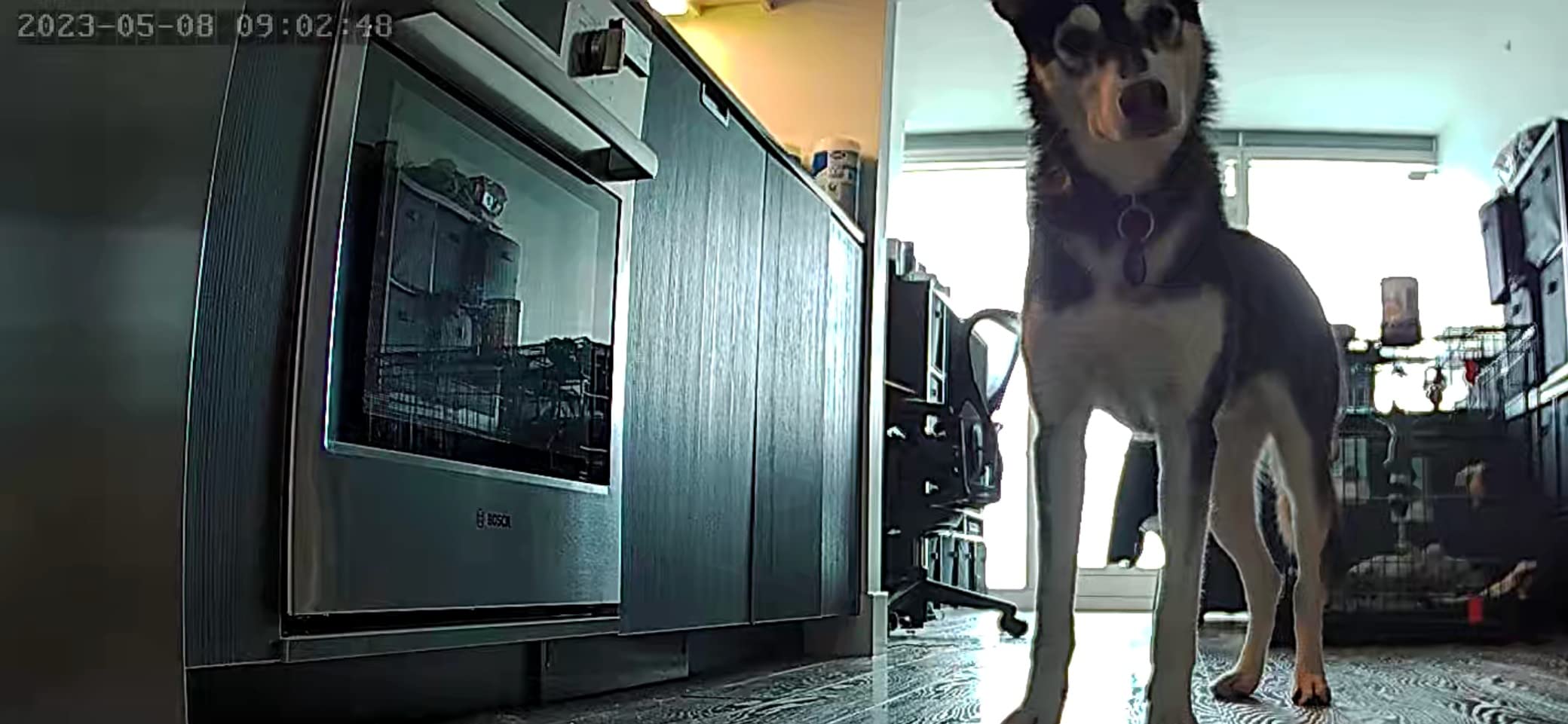 Cat & Dog Automatic Feeder With HD Camera 6L review Mina