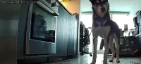 Cat & Dog Automatic Feeder With HD Camera 6L review 0