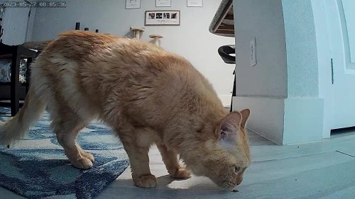 Cat & Dog Automatic Feeder With HD Camera 6L review 