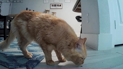 Cat & Dog Automatic Feeder With HD Camera 6L review 