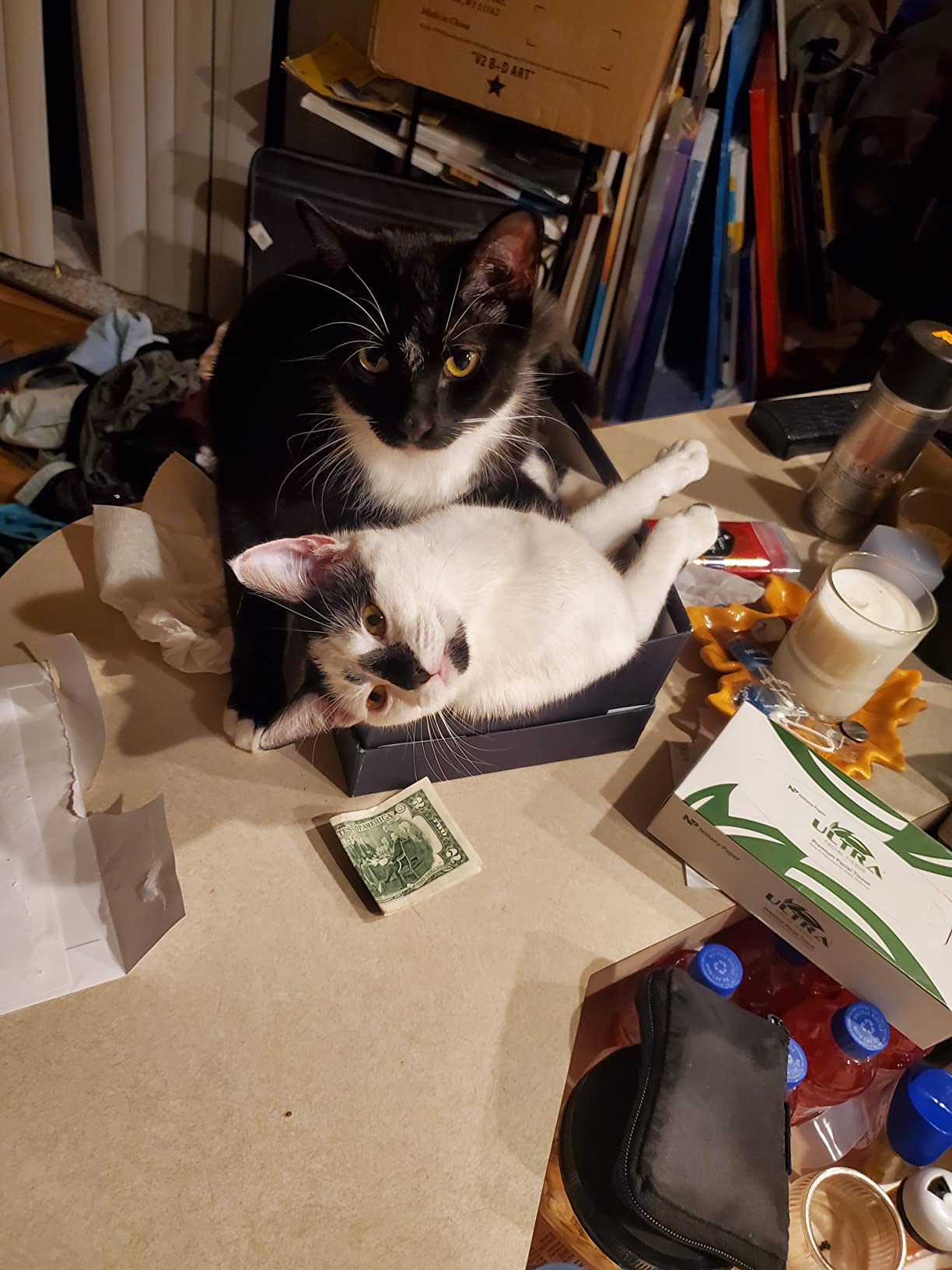 Cat & Dog Automatic Feeder With HD Camera 6L review Augustine Lancelot