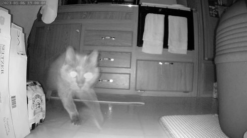 Cat & Dog Automatic Feeder With HD Camera 6L review 