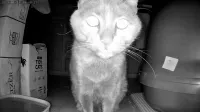 Cat & Dog Automatic Feeder With HD Camera 6L review 1