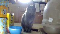 Cat & Dog Automatic Feeder With HD Camera 6L review 2