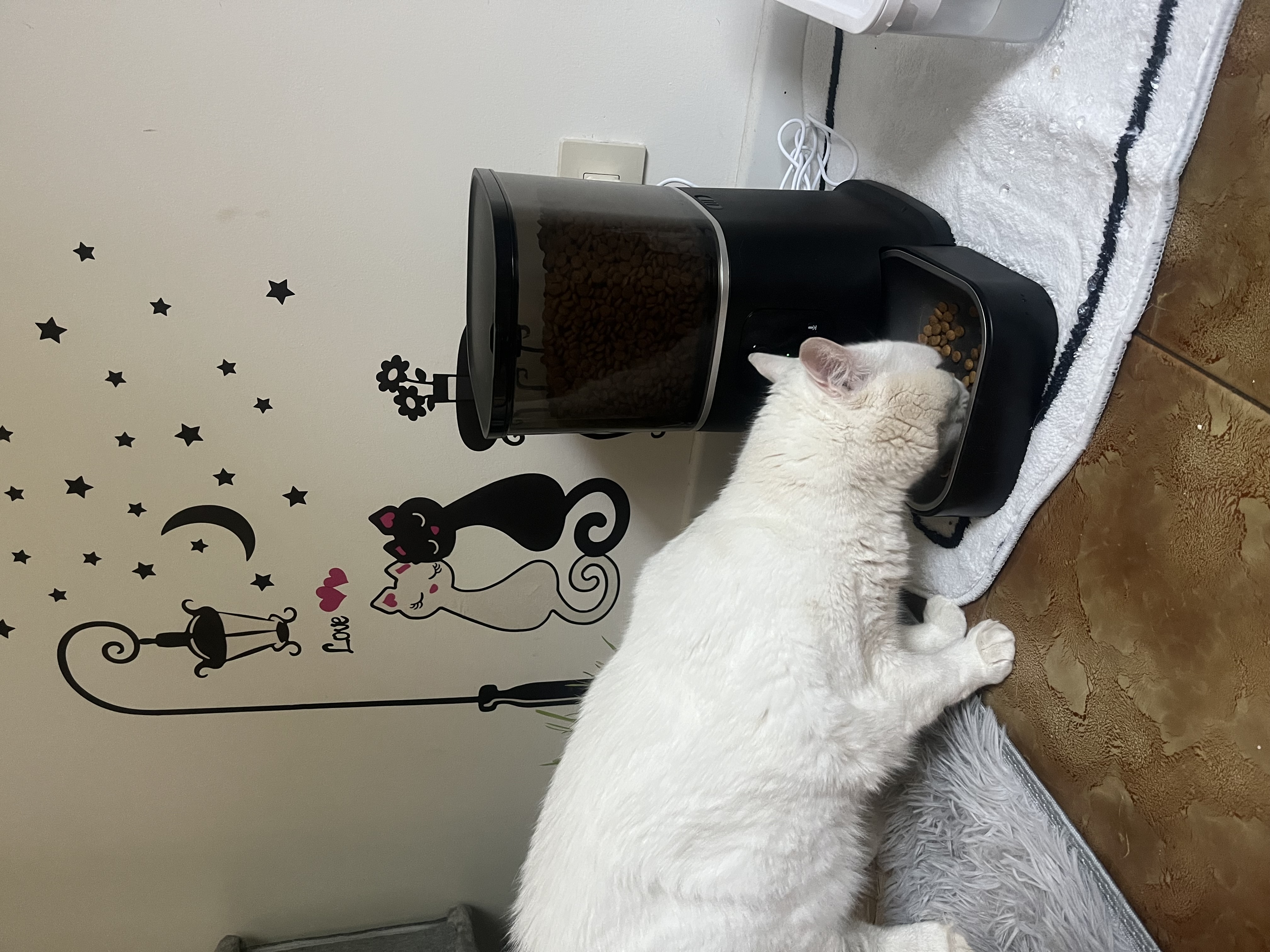 Cat & Dog Automatic Feeder With HD Camera 6L review Laila 02