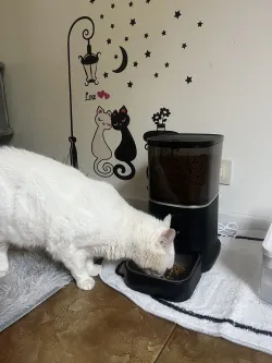 Cat & Dog Automatic Feeder With HD Camera 6L review Laila 02