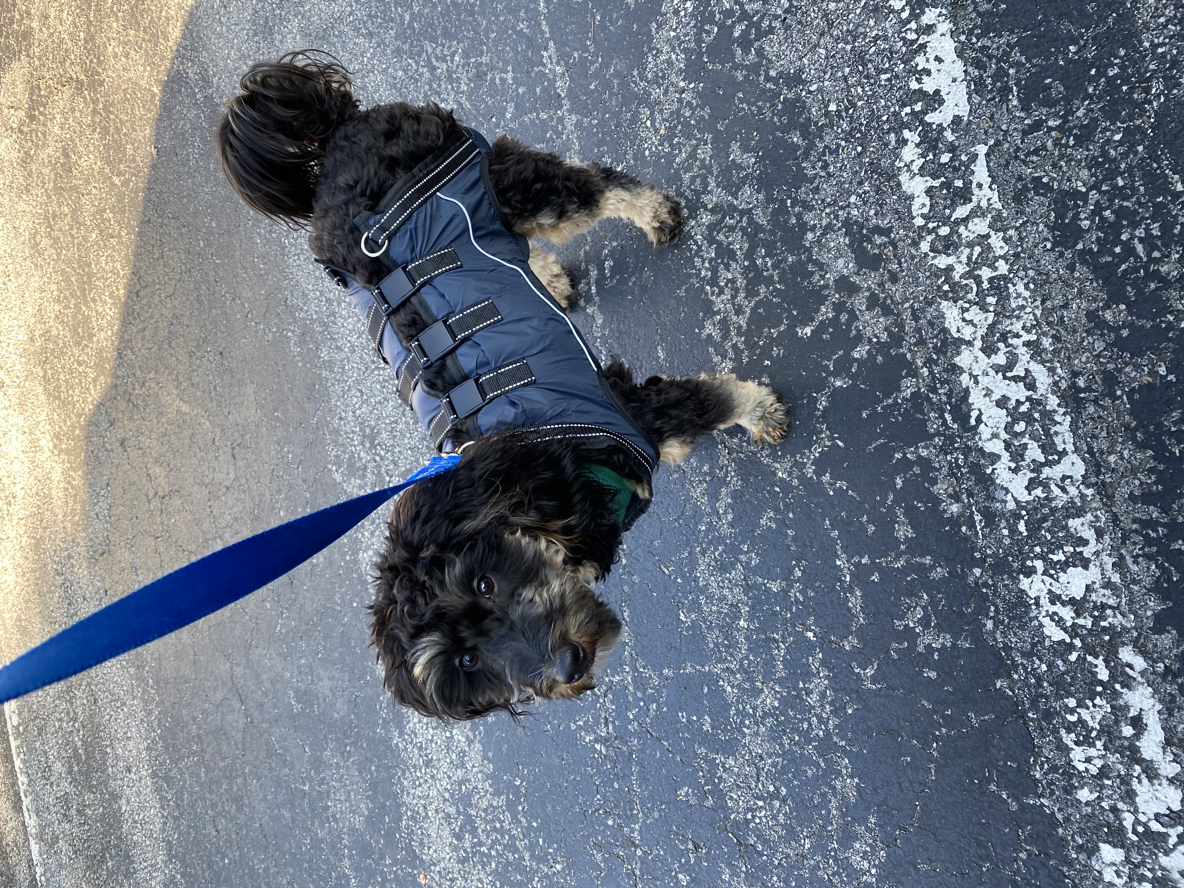 Full Body Dog Lift Harness review 0