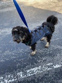 Full Body Dog Lift Harness review 0