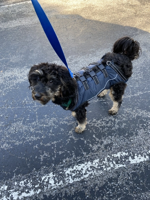 Full Body Dog Lift Harness review 