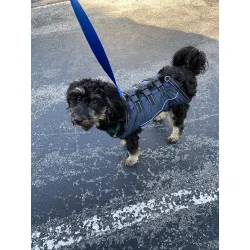 Full Body Dog Lift Harness review Grace Ras