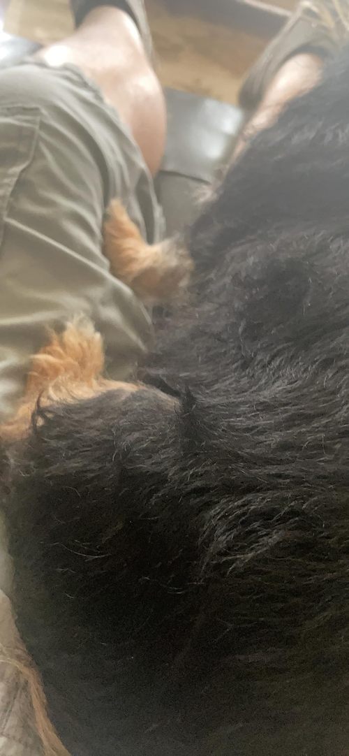 GUAI CHONG JING Cat Dog Antifungal Spray review 