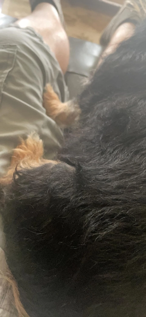 GUAI CHONG JING Cat Dog Antifungal Spray review 