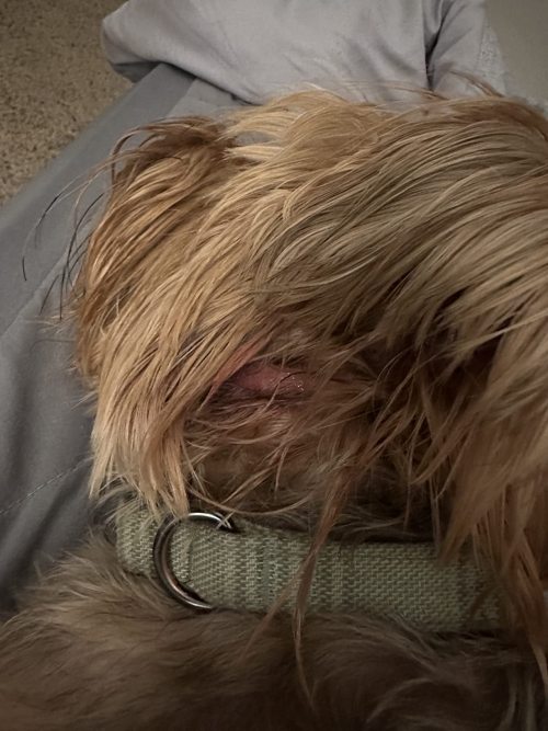 GUAI CHONG JING Cat Dog Antifungal Spray review 