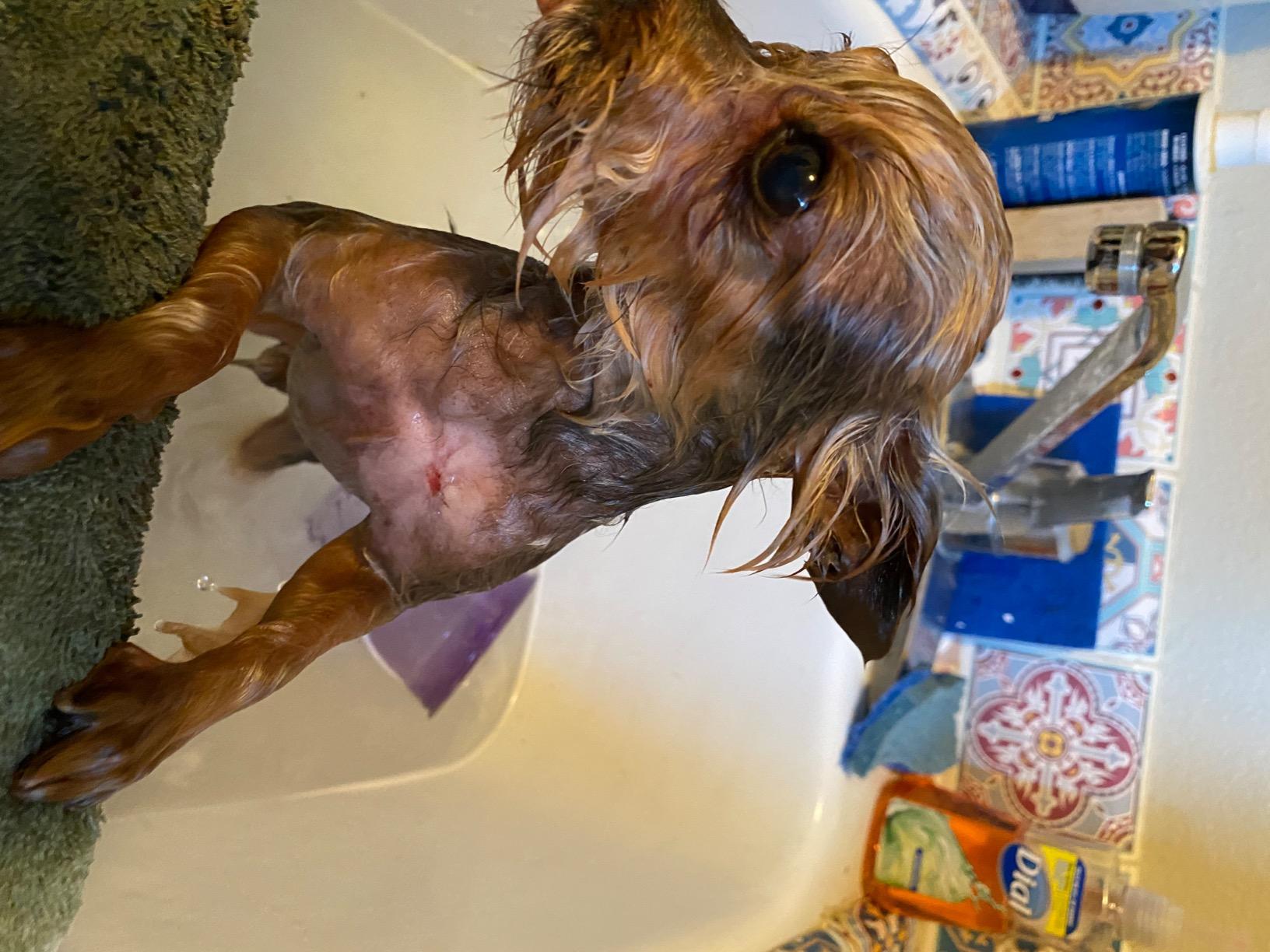 GUAI CHONG JING Cat Dog Antifungal Spray review OnlineDealsExpress 02