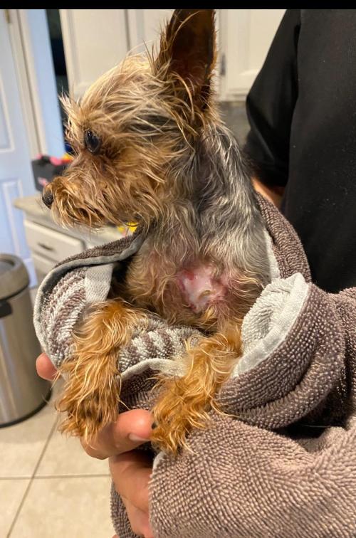 GUAI CHONG JING Cat Dog Antifungal Spray review 