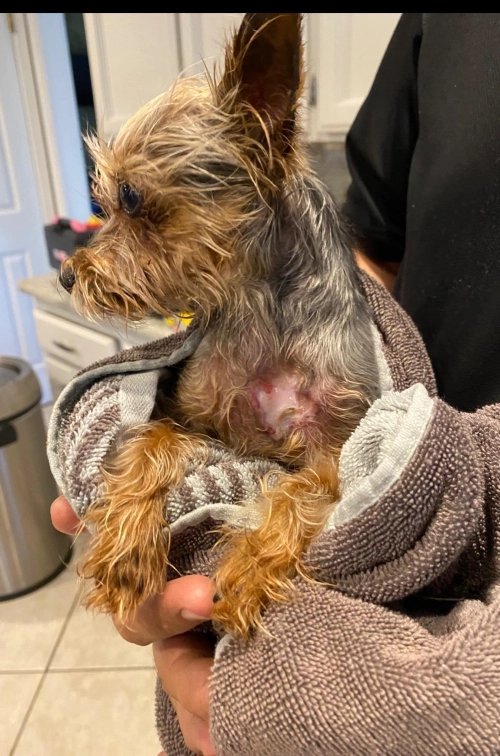 GUAI CHONG JING Cat Dog Antifungal Spray review 