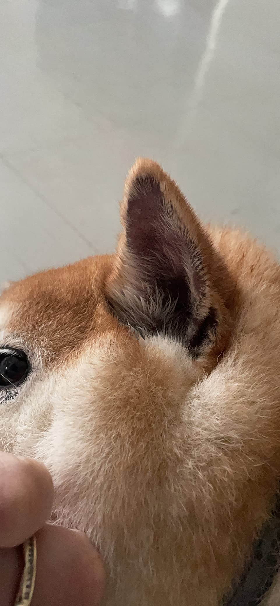 GUAI CHONG JING Cat Dog Antifungal Spray review Angelique 02