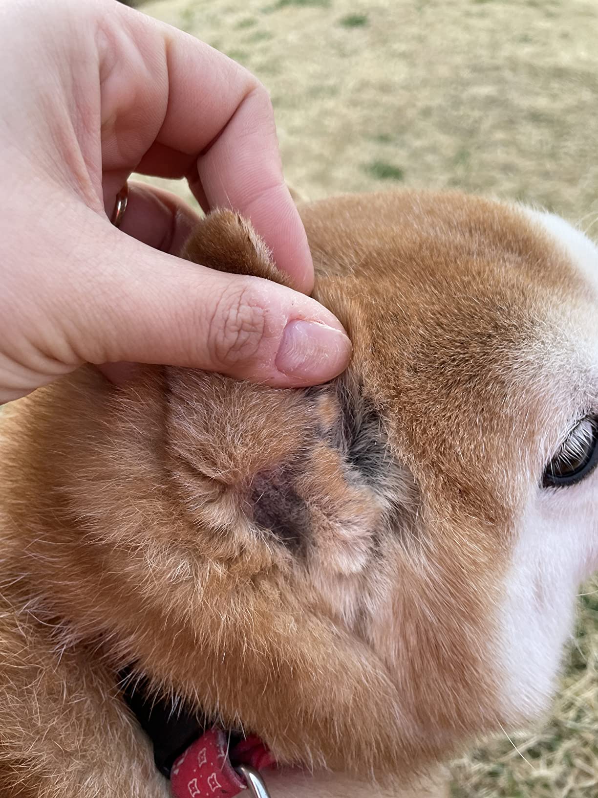 GUAI CHONG JING Cat Dog Antifungal Spray review Angelique 03