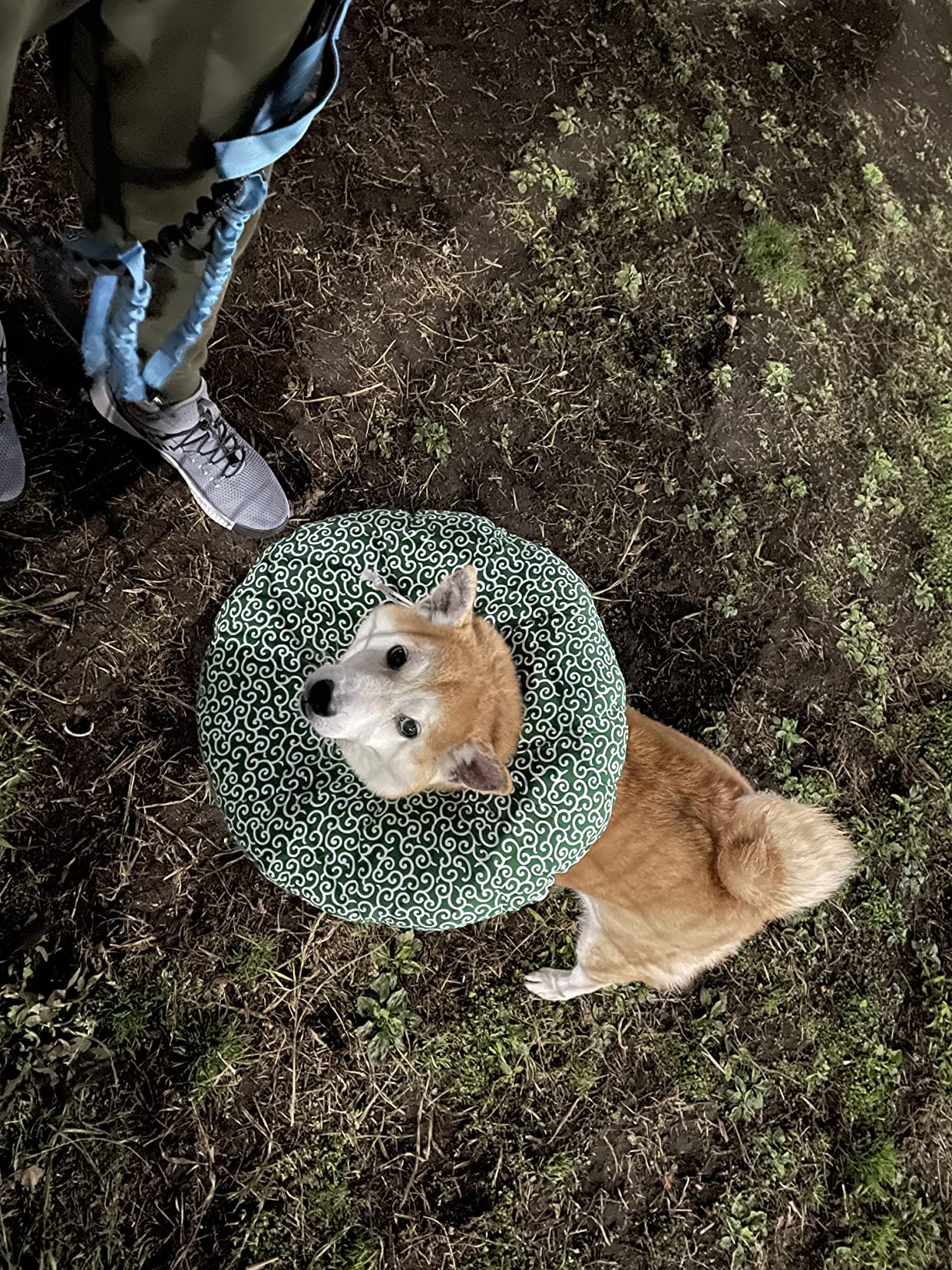 GUAI CHONG JING Cat Dog Antifungal Spray review Angelique 04