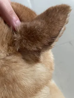 GUAI CHONG JING Cat Dog Antifungal Spray review Angelique 01