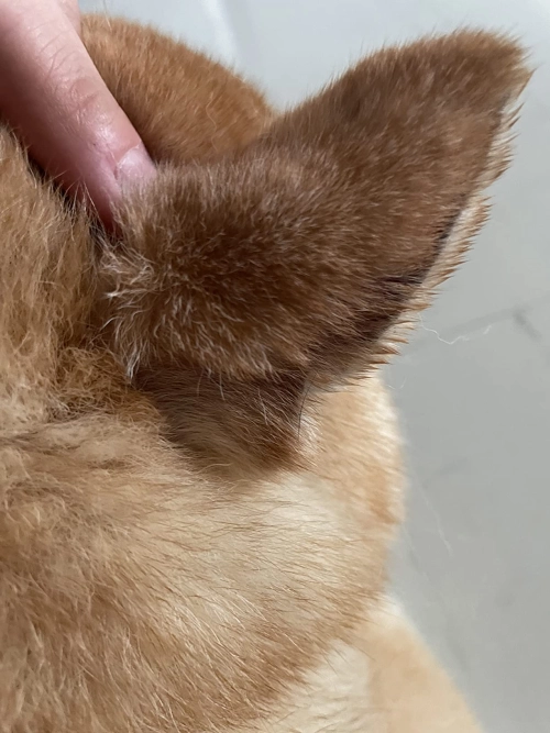 GUAI CHONG JING Cat Dog Antifungal Spray review 