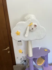 CAT Scratchers & Cat Tree Purple Cat Climbing Frame Cat Nest Cat Tree One Scratching Column Large Cat Tower Cat Scratching Board Toy Jumping Platform Cat Villa review 0